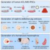 世界首次！广州科学家在猪体内再造出人体中期肾脏